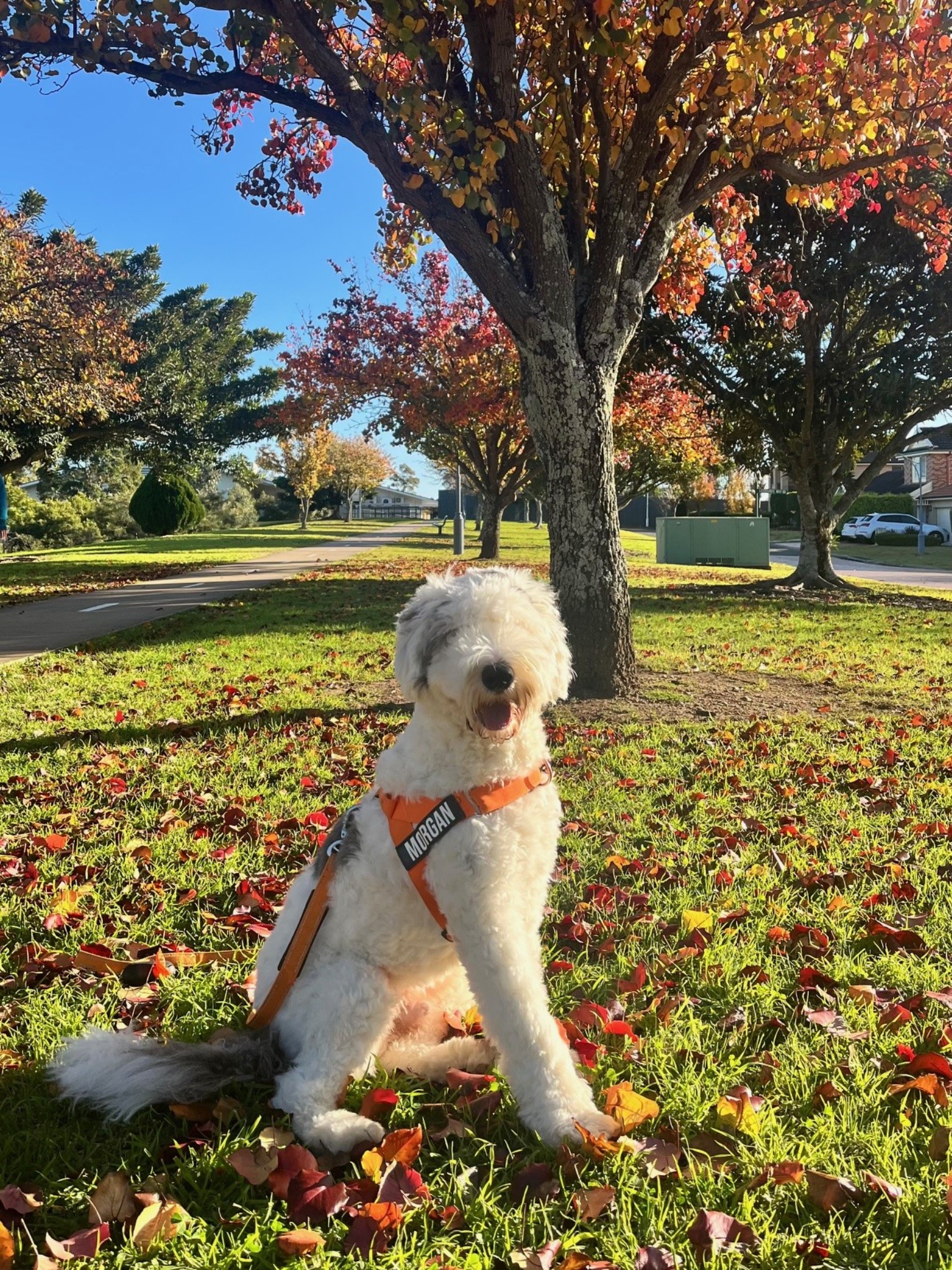 Morgan the Sheepadoodle